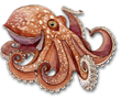 popUp-octo